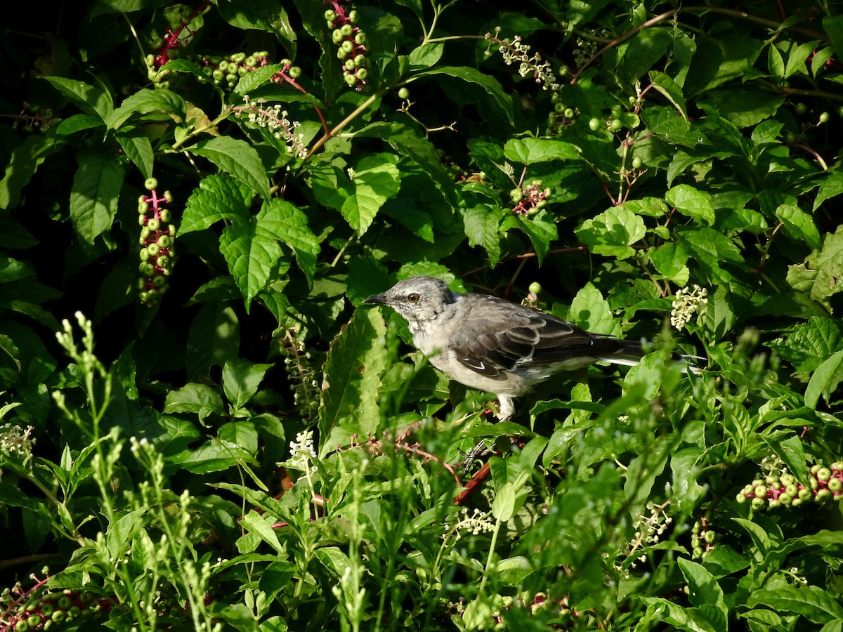 Northern Mockingbird - ML622959233