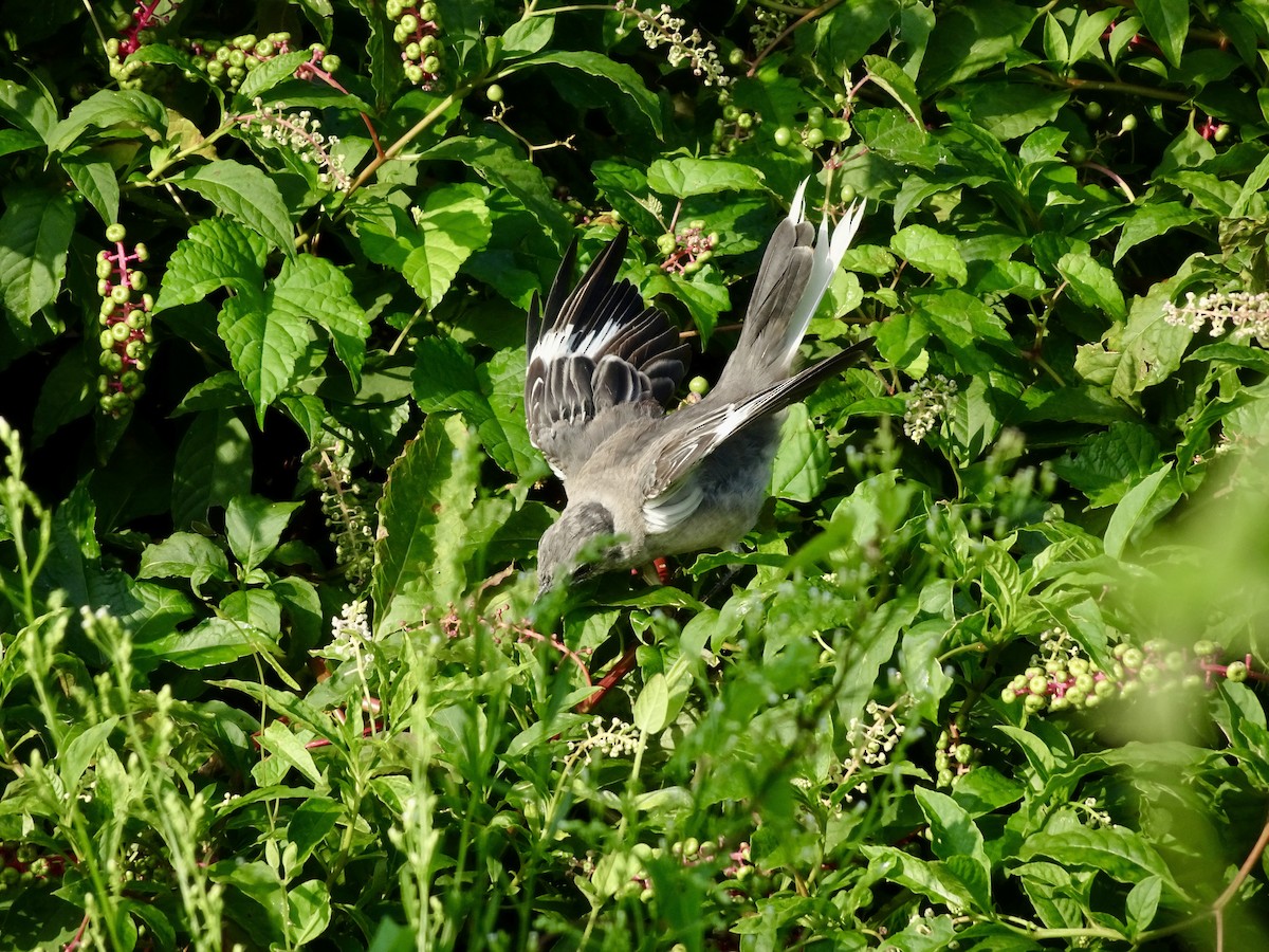 Northern Mockingbird - ML622959234