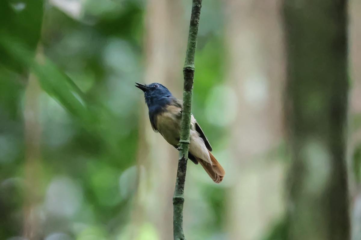 Rufous-winged Philentoma - ML622959254