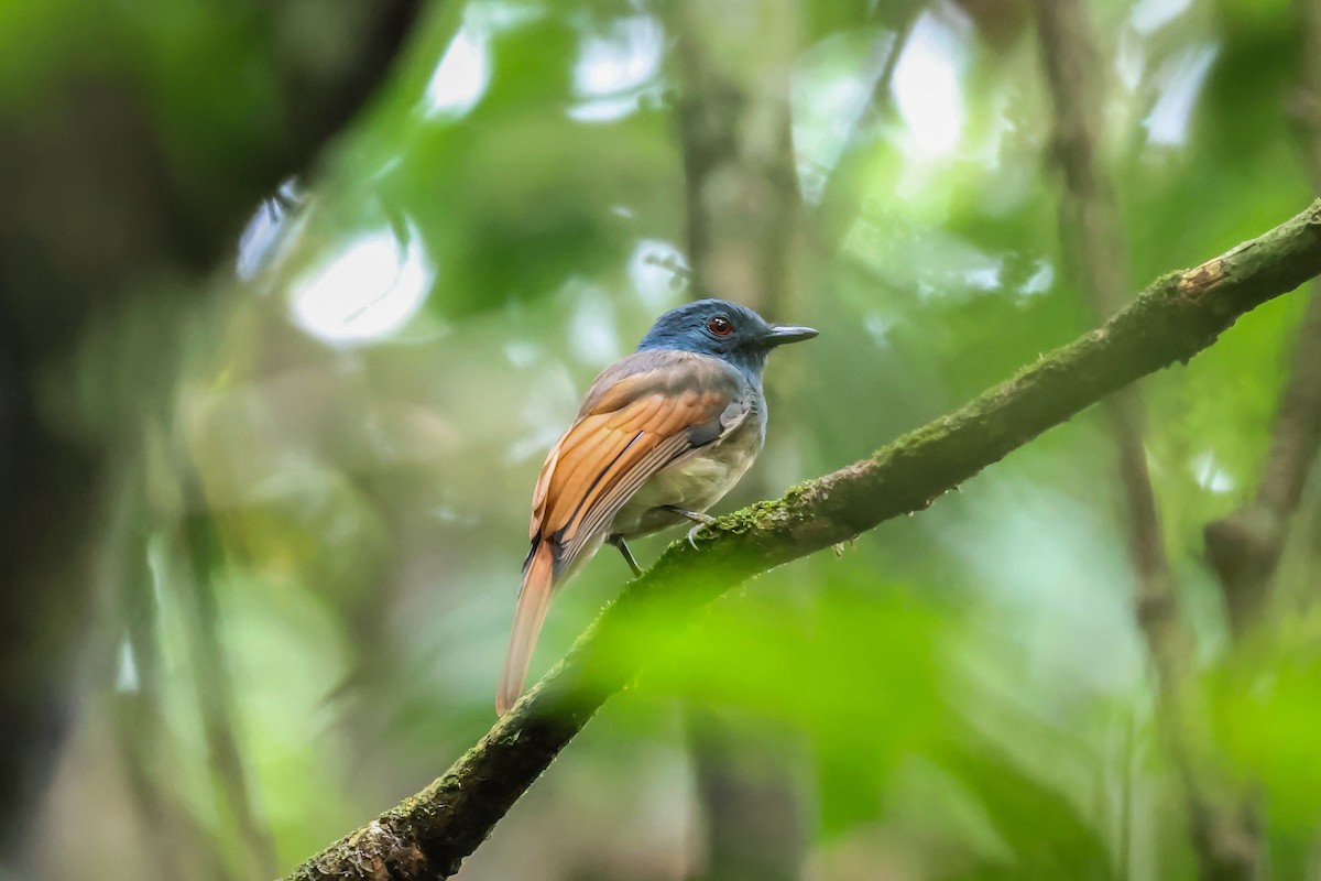 Rufous-winged Philentoma - ML622959255