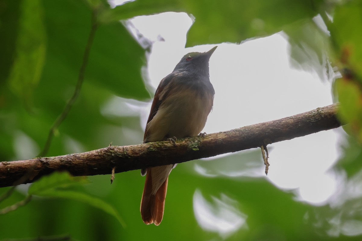 Rufous-winged Philentoma - ML622959256