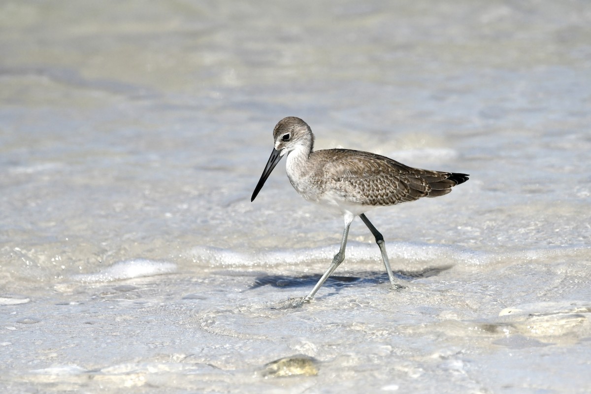 Willet - ML622959377