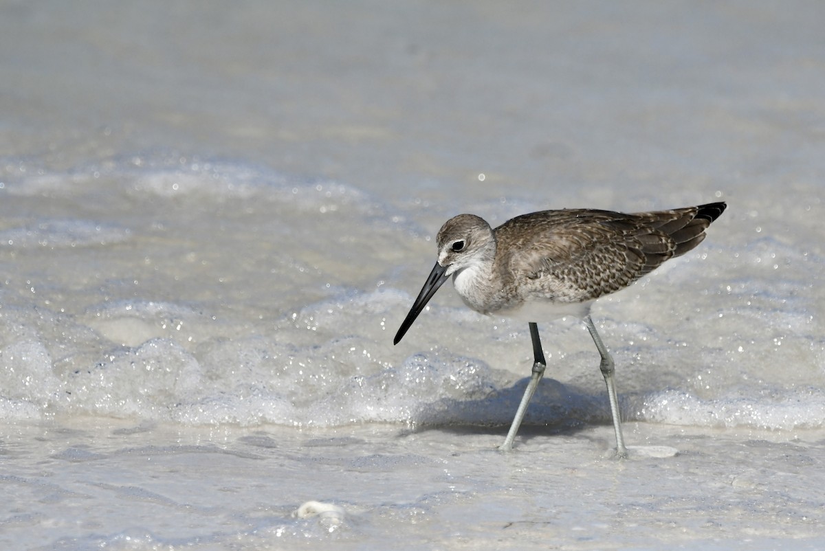 Willet - ML622959397