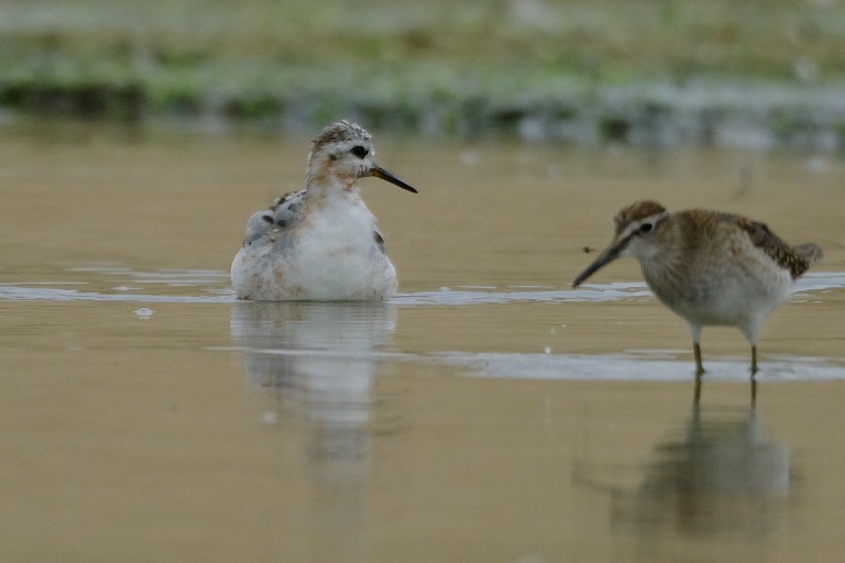 Red Phalarope - ML622959402