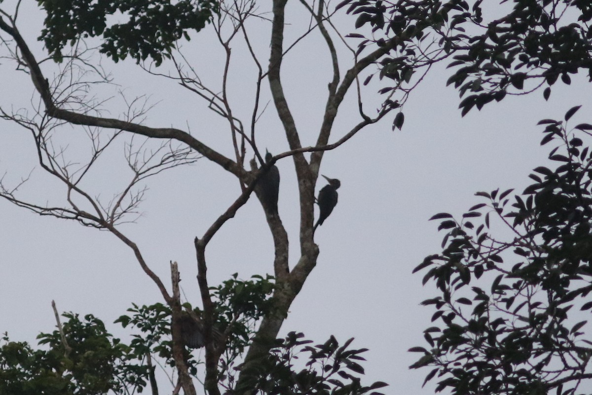 Great Slaty Woodpecker - ML622959493