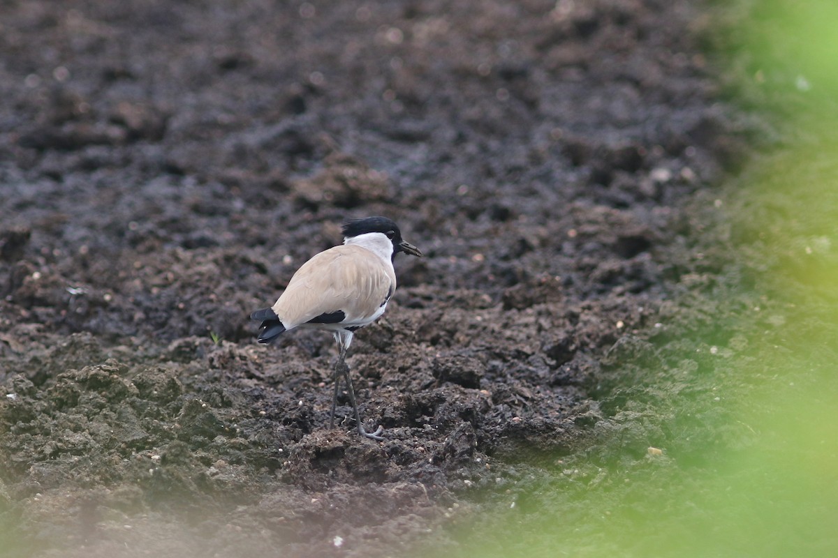 River Lapwing - ML622959526