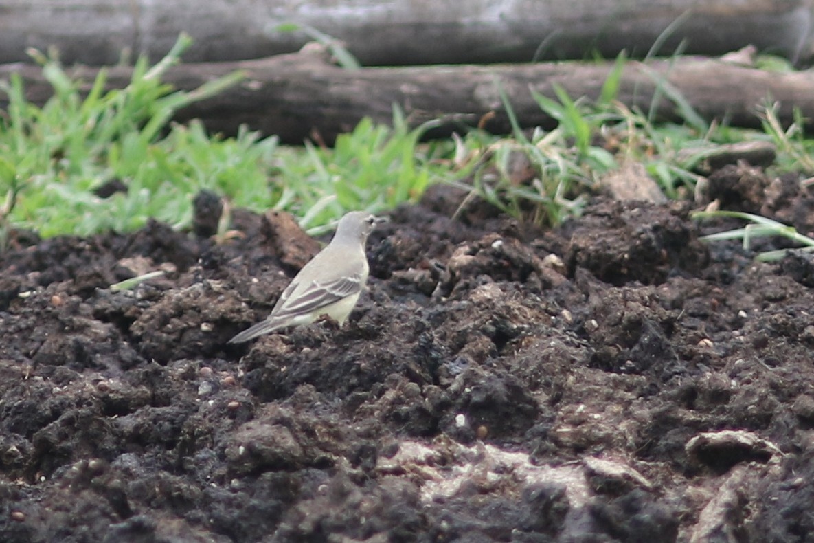 wagtail sp. - ML622959530