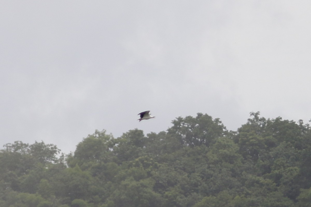 White-bellied Sea-Eagle - ML622959556