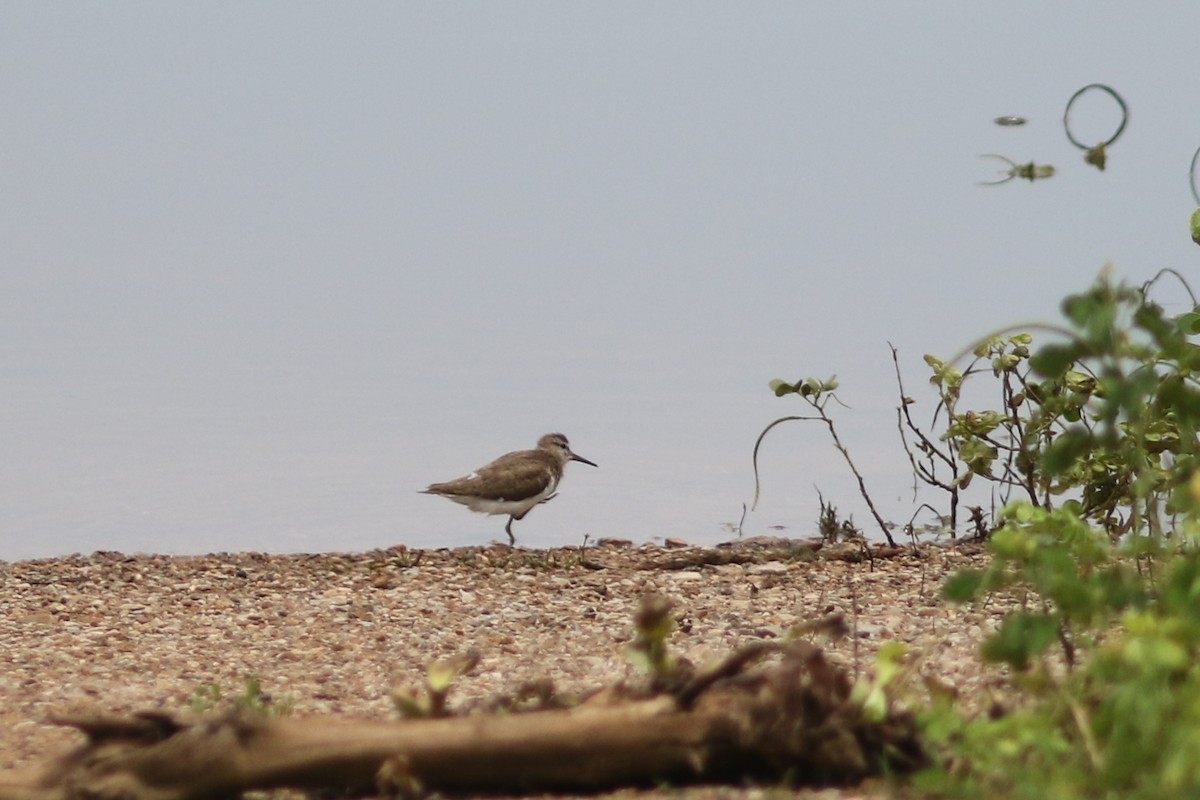 Common Sandpiper - ML622959564