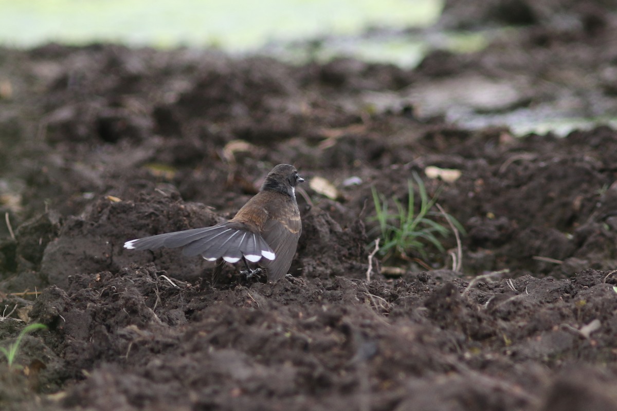 Malaysian Pied-Fantail - ML622959587