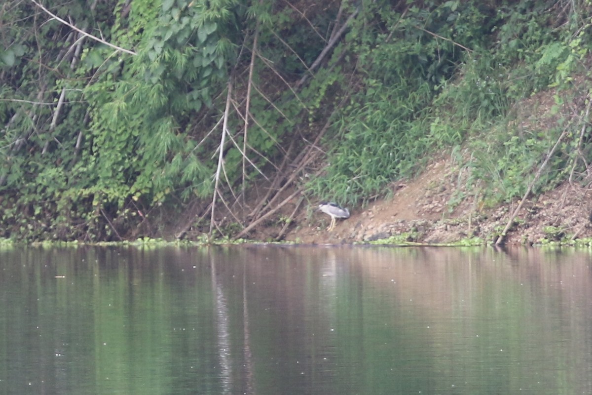 Black-crowned Night Heron - ML622959606