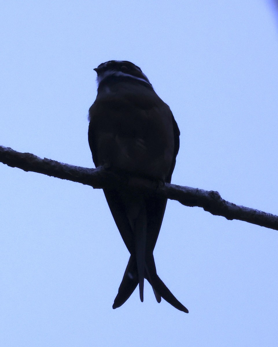 Whiskered Treeswift - ML622959616