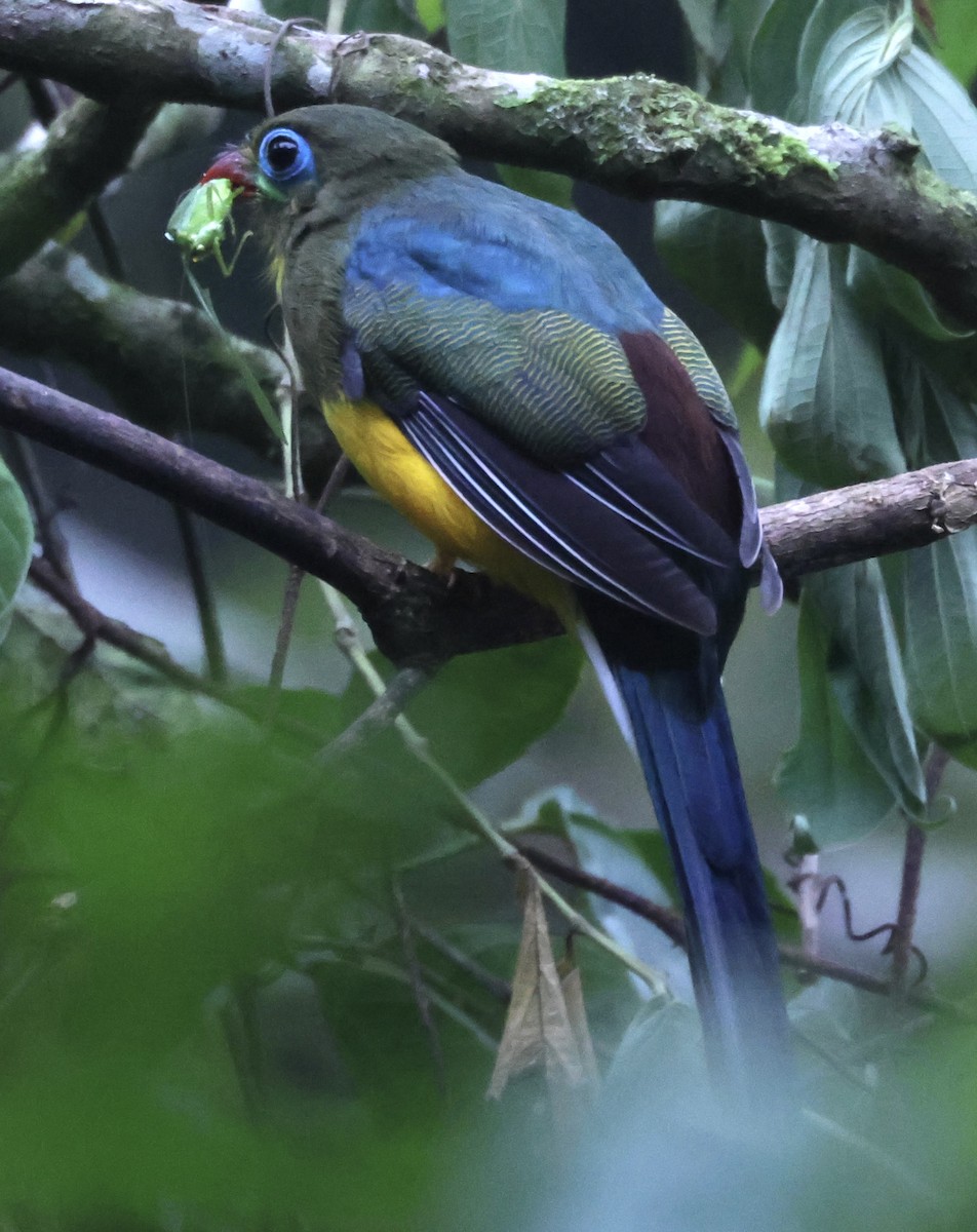 Sumatran Trogon - ML622959631