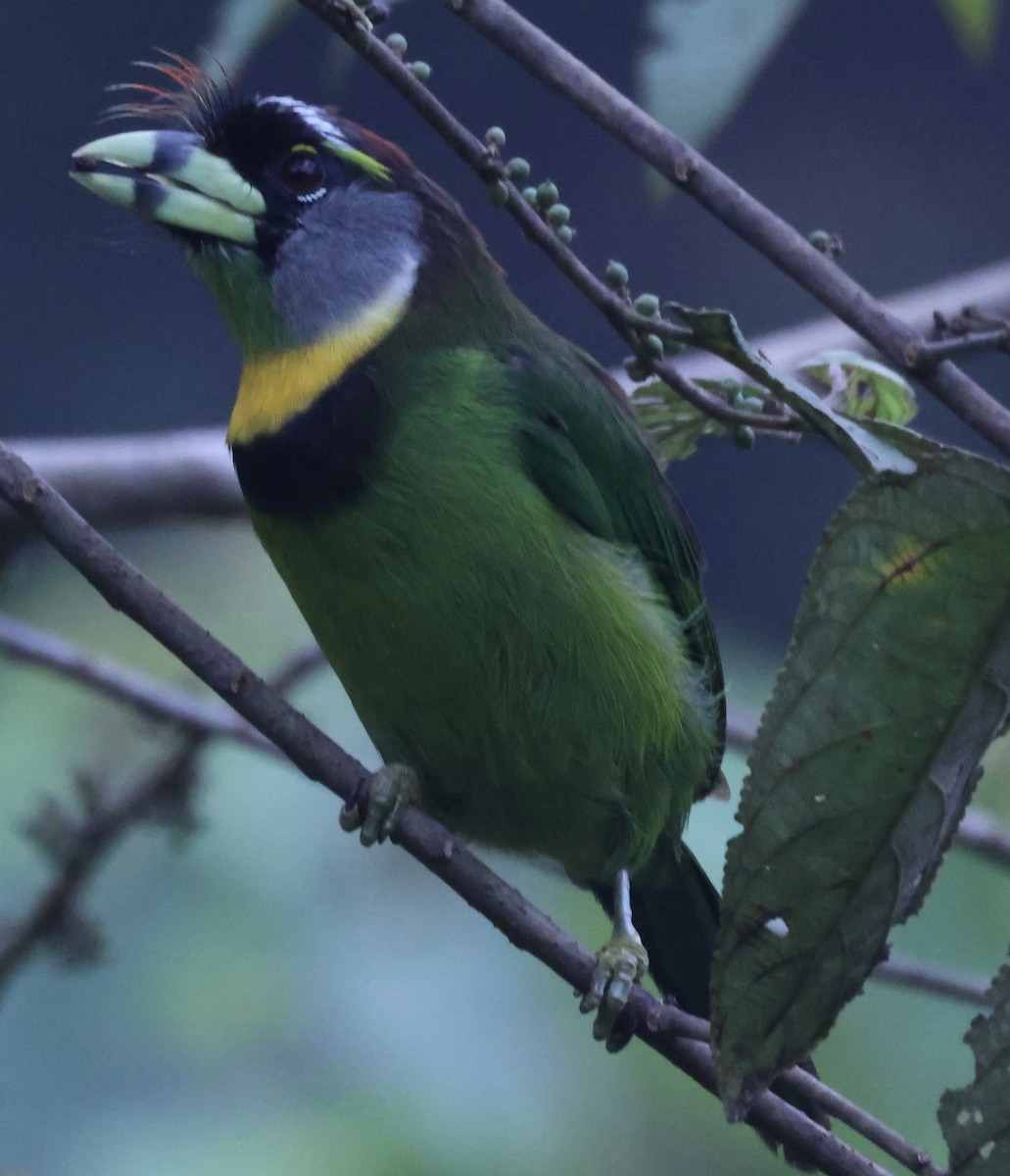 Fire-tufted Barbet - ML622959634