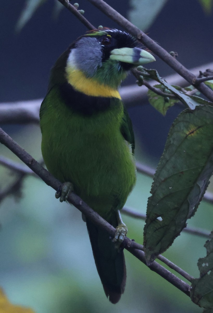 Fire-tufted Barbet - ML622959635