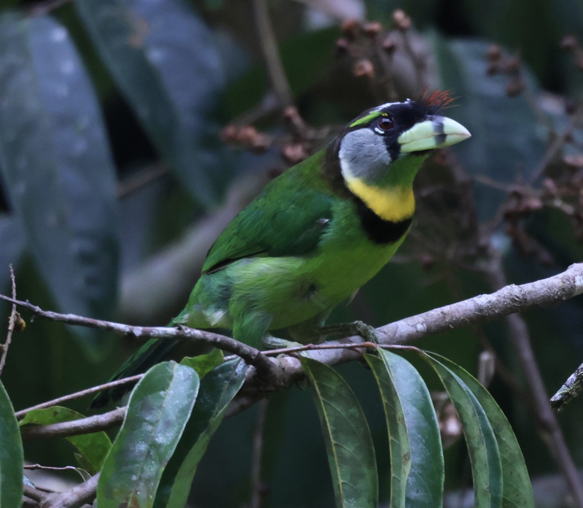 Fire-tufted Barbet - ML622959636