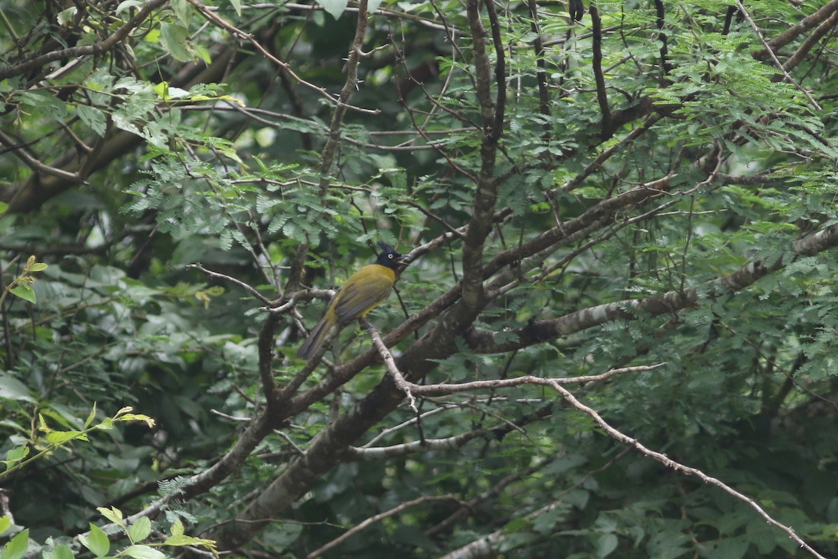 Black-crested Bulbul - ML622959637