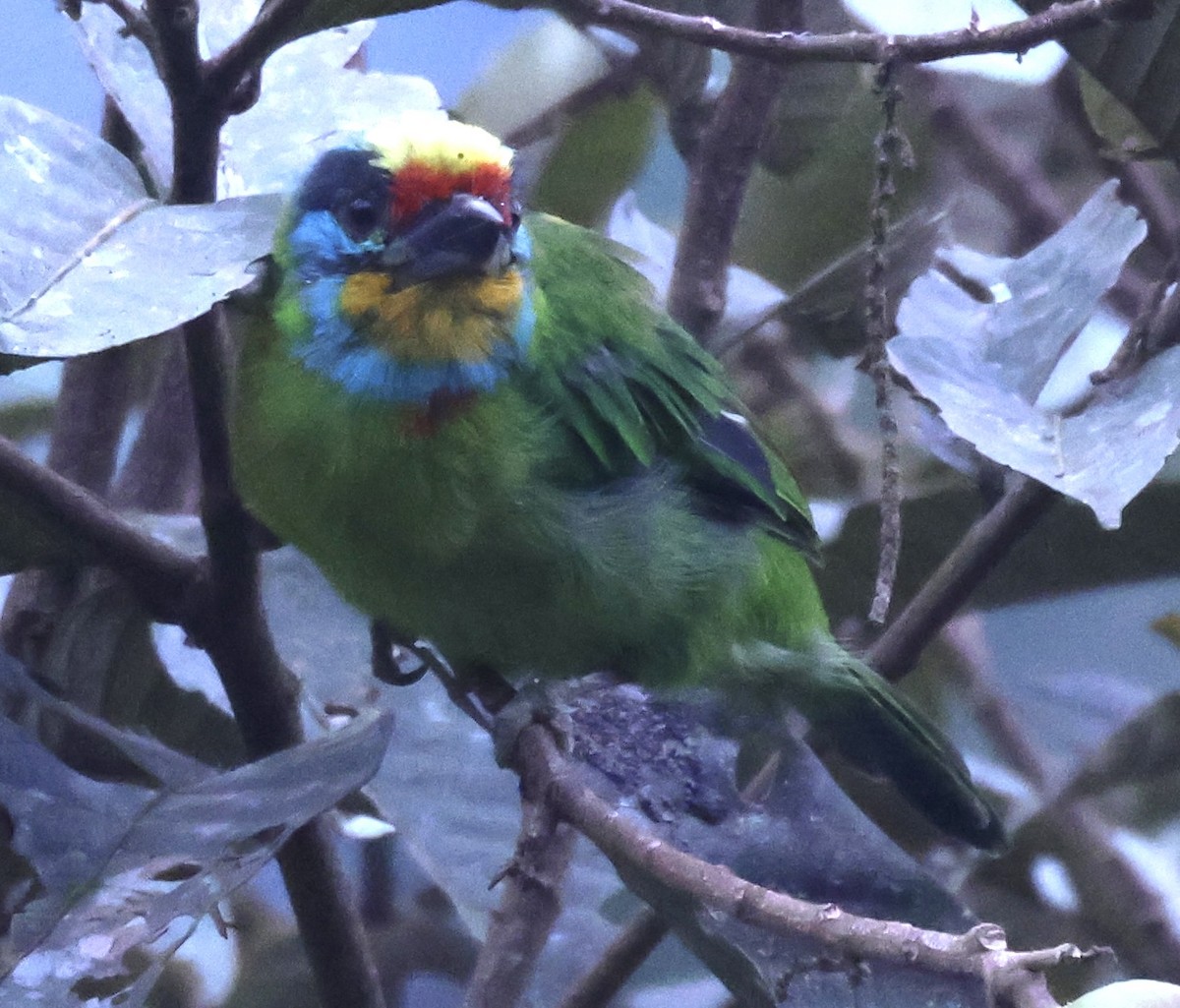 Black-browed Barbet - ML622959644