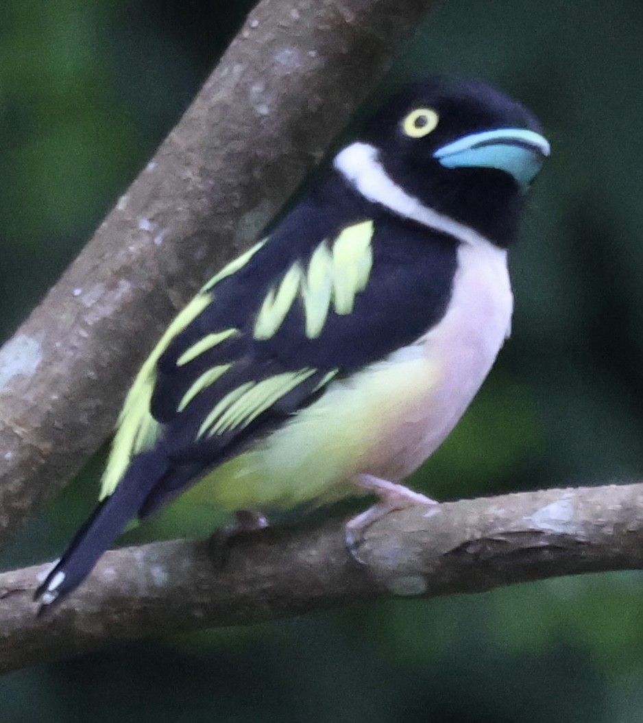 Black-and-yellow Broadbill - ML622959651