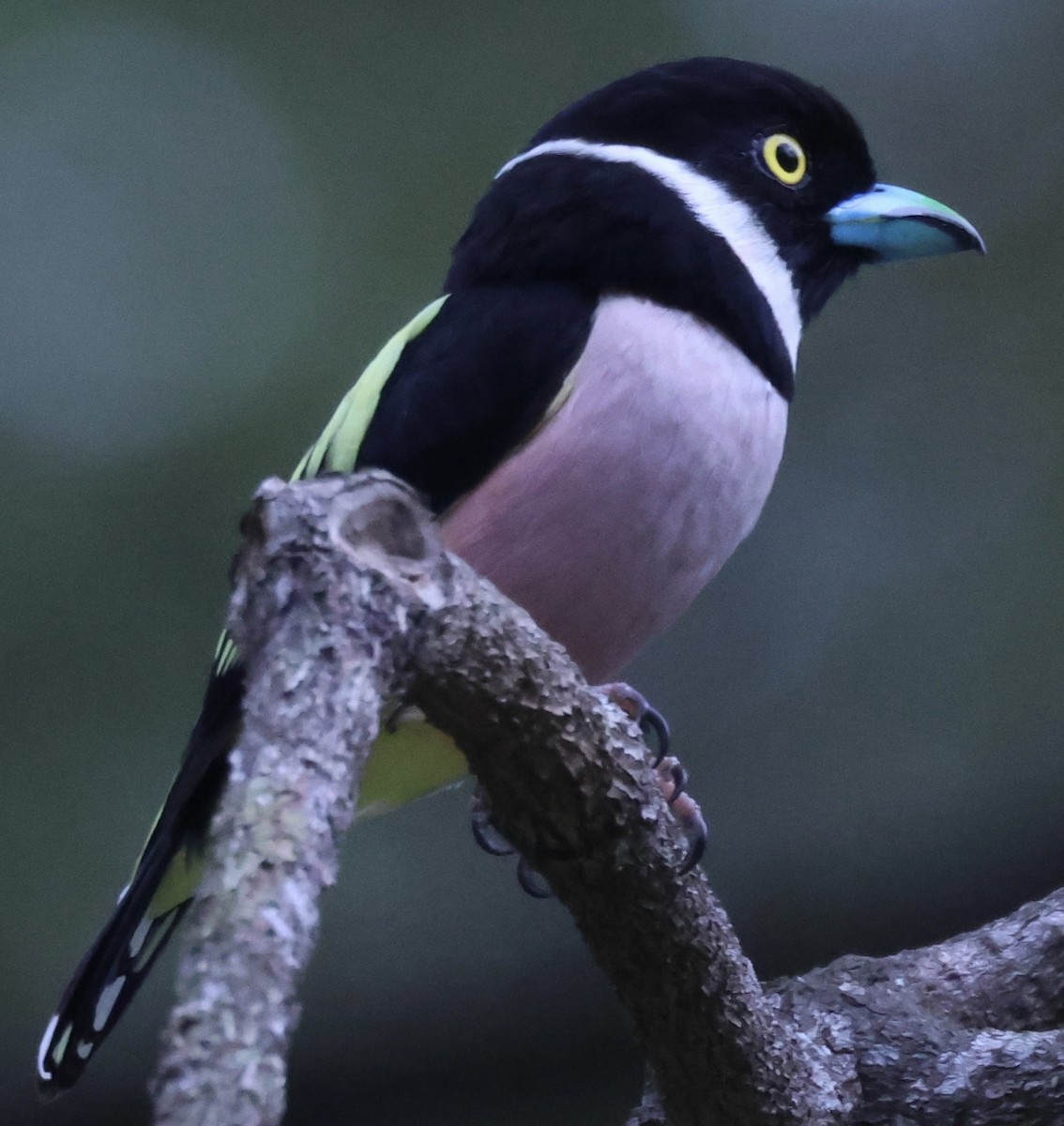 Black-and-yellow Broadbill - ML622959652