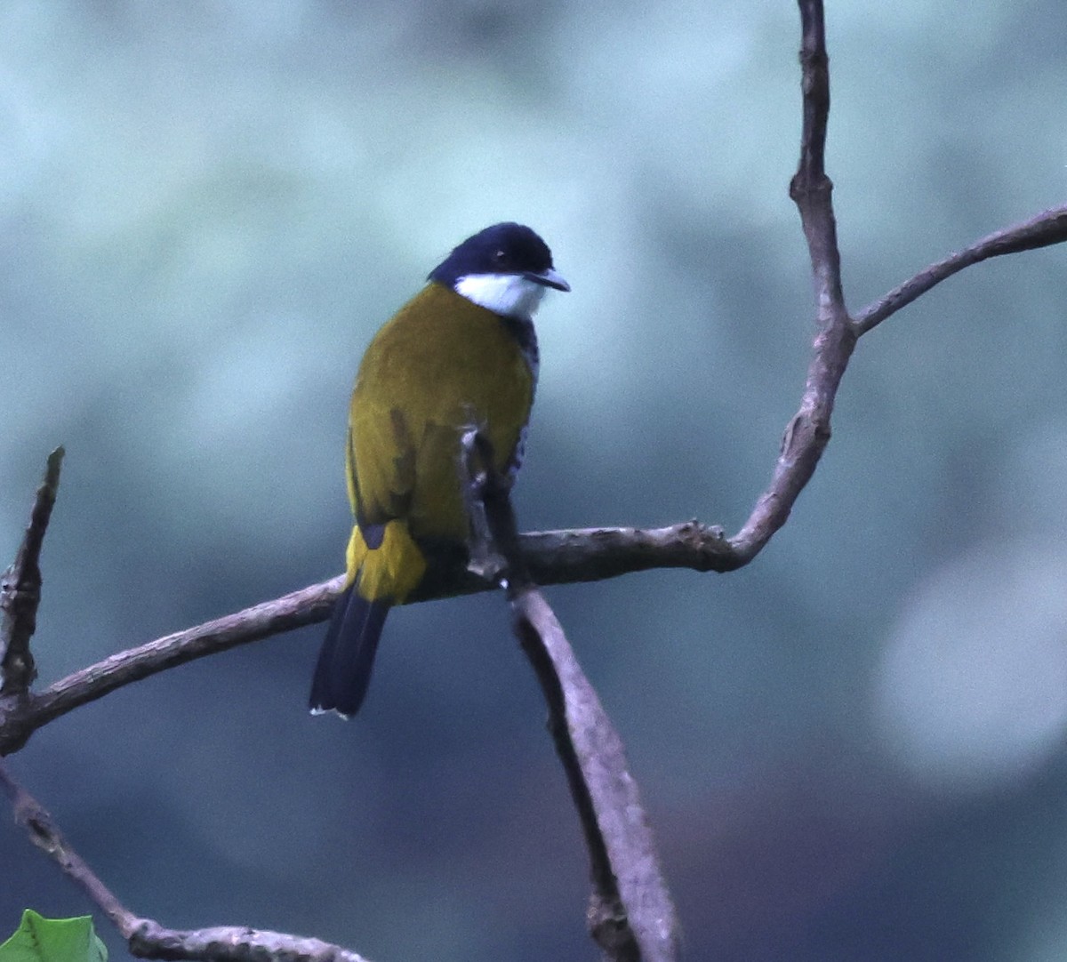 Scaly-breasted Bulbul - ML622959660