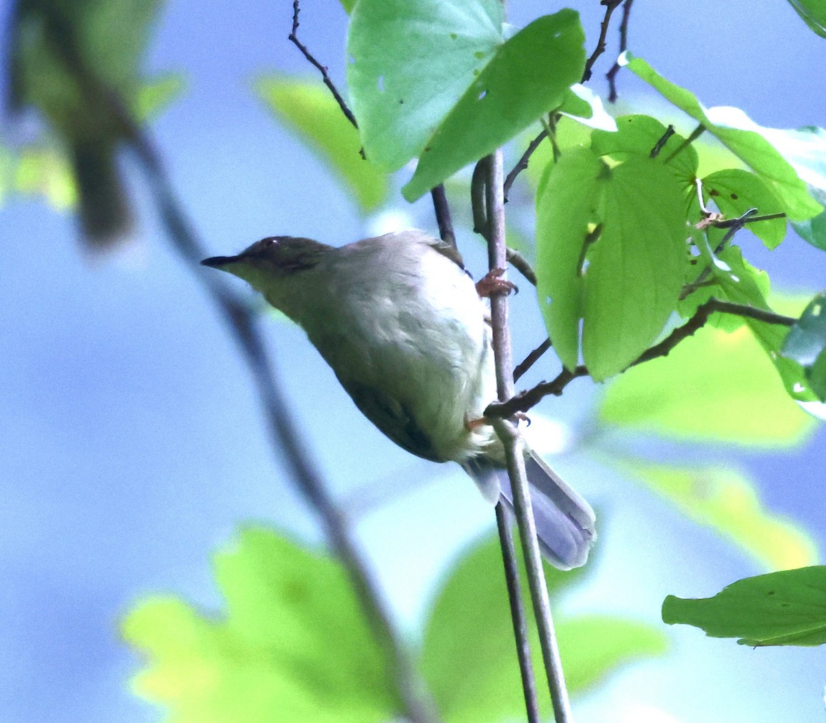 Red-eyed Bulbul - ML622959680