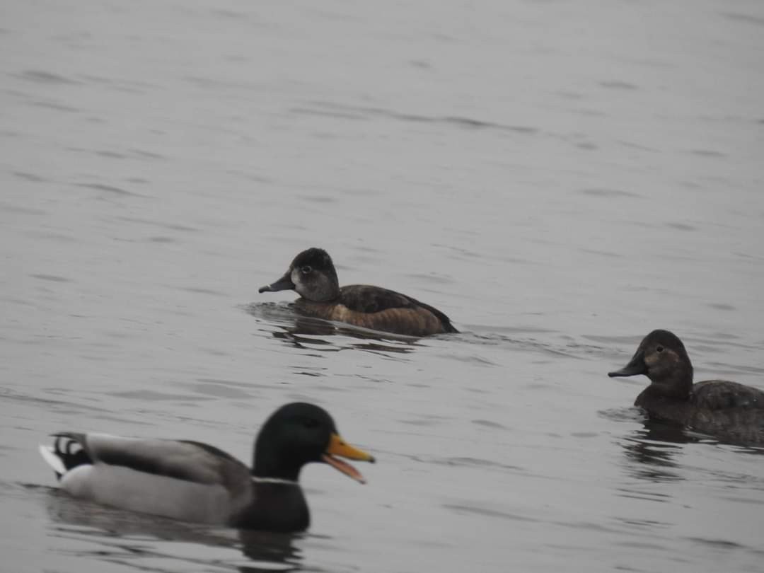 Ring-necked Duck - Wojciech Stelmach