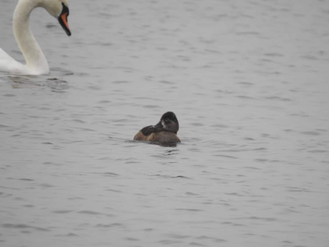 Ring-necked Duck - ML622959687