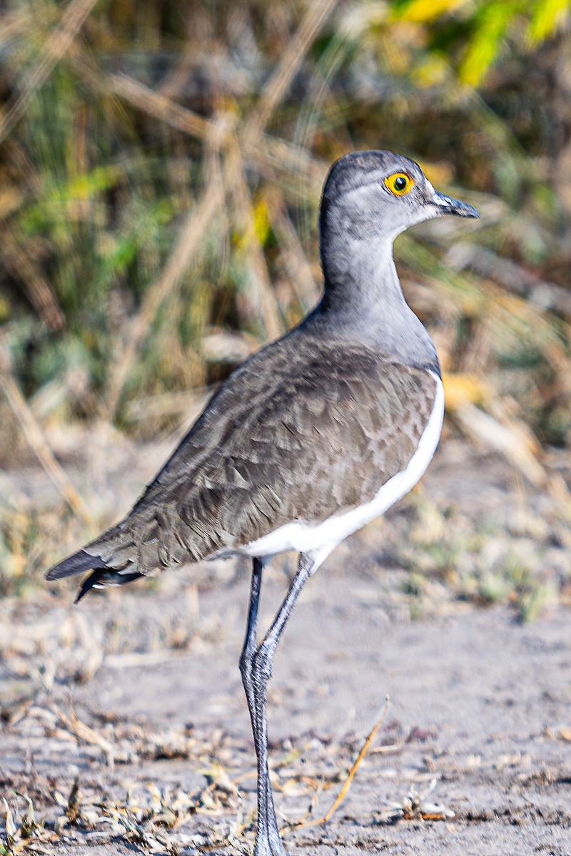 Senegal Lapwing - ML622959721