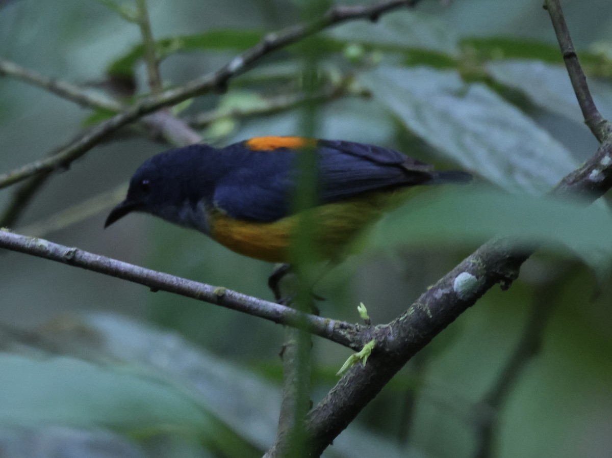 Orange-bellied Flowerpecker - ML622959741