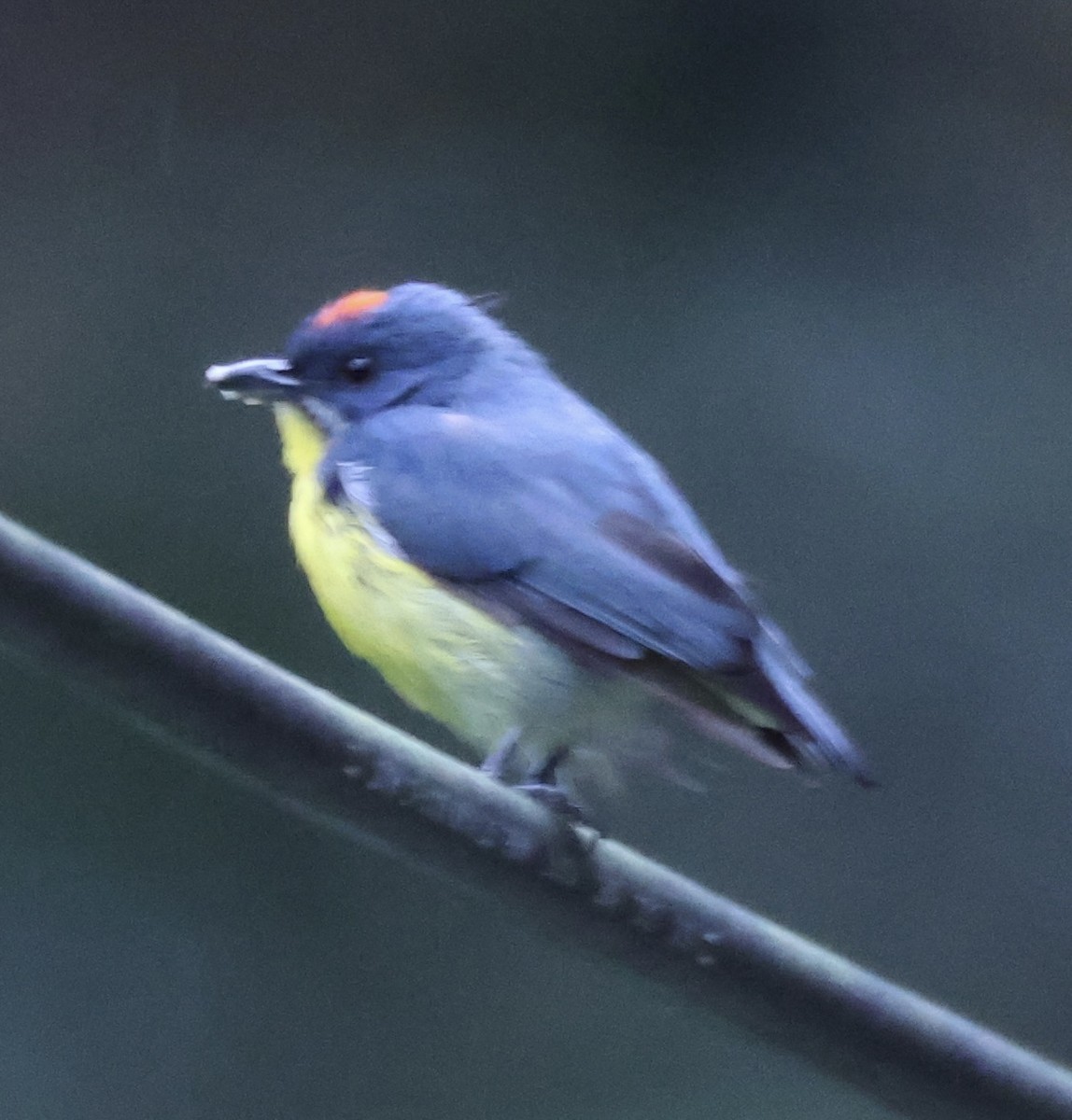 Crimson-breasted Flowerpecker - Hanan Jacoby