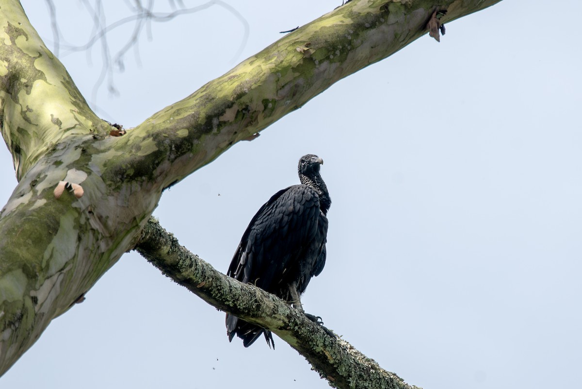 Black Vulture - Travis Vance