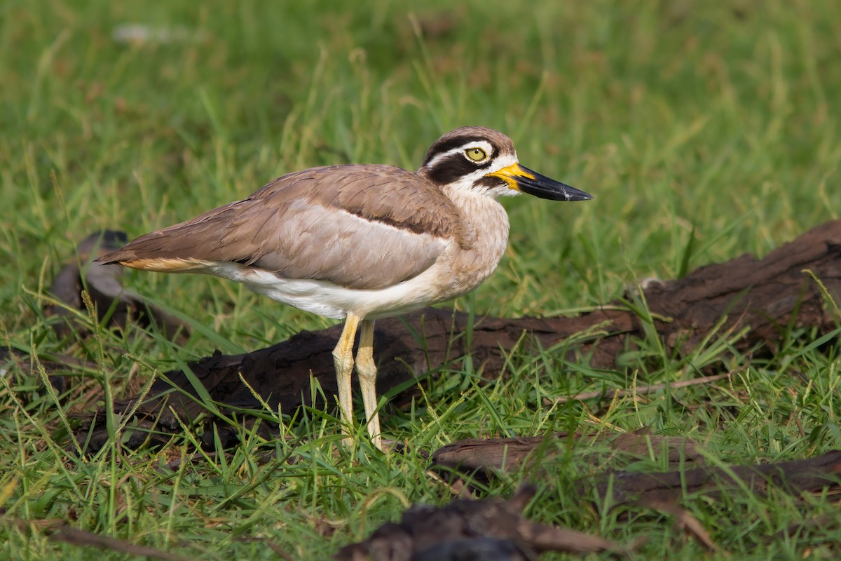 Great Thick-knee - ML622959841