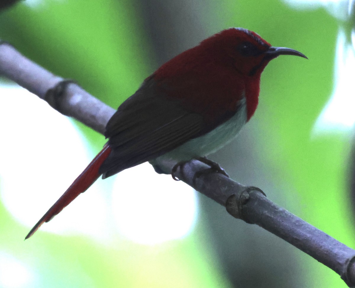 Temminck's Sunbird - ML622959854