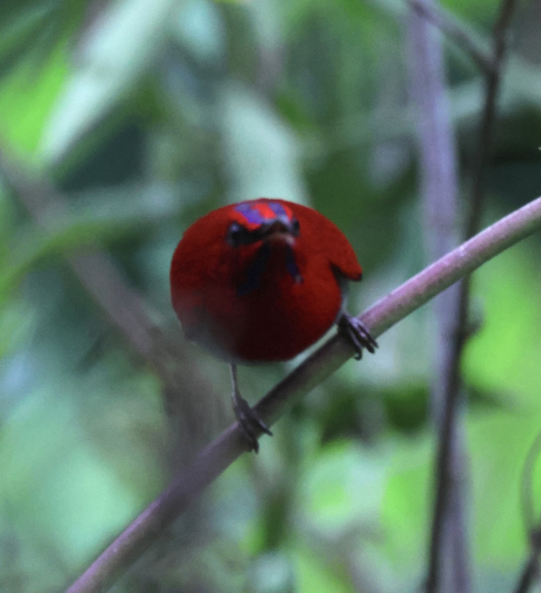 Temminck's Sunbird - ML622959855