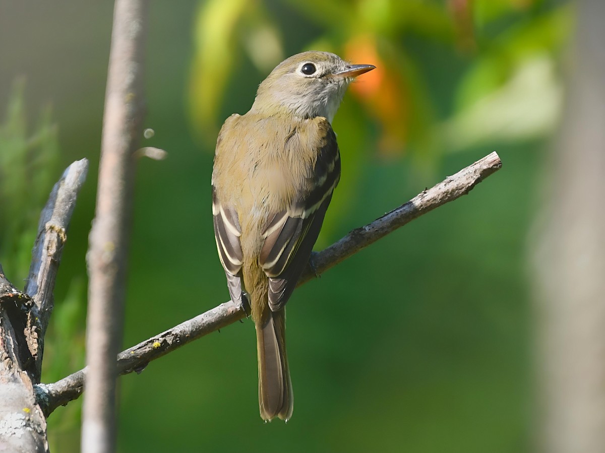 Moucherolle tchébec - ML622959897