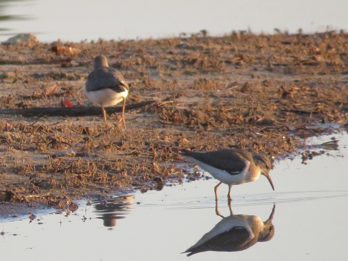 Spotted Sandpiper - ML622959899