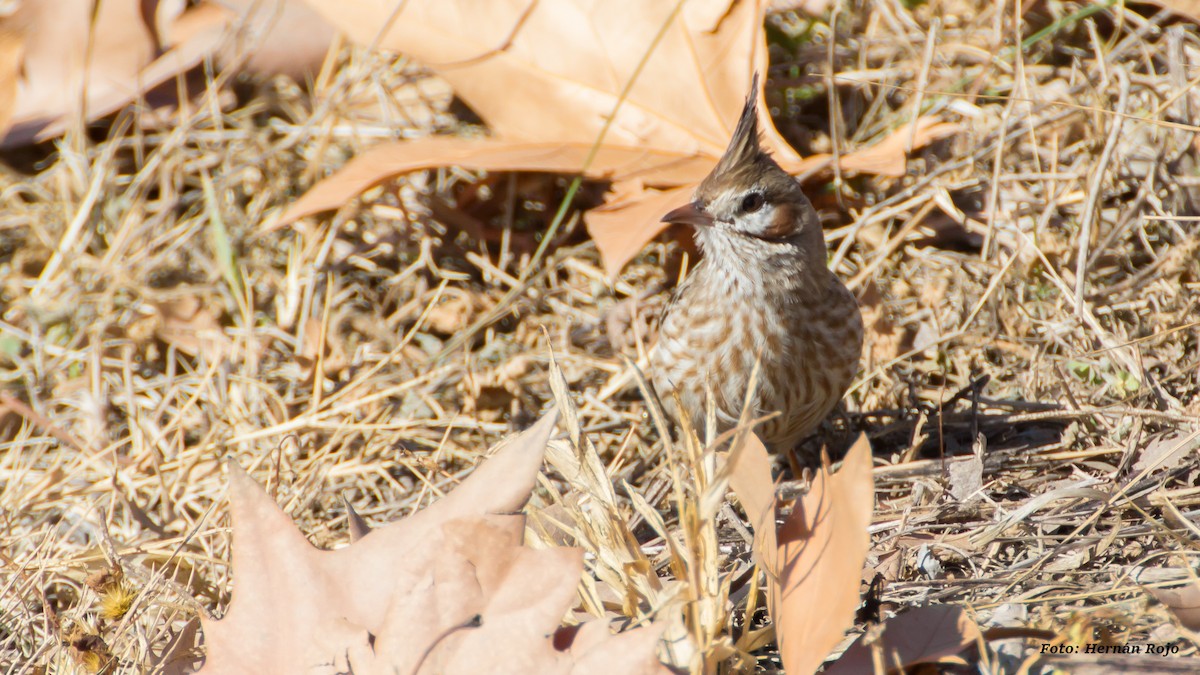 Lark-like Brushrunner - ML62295991