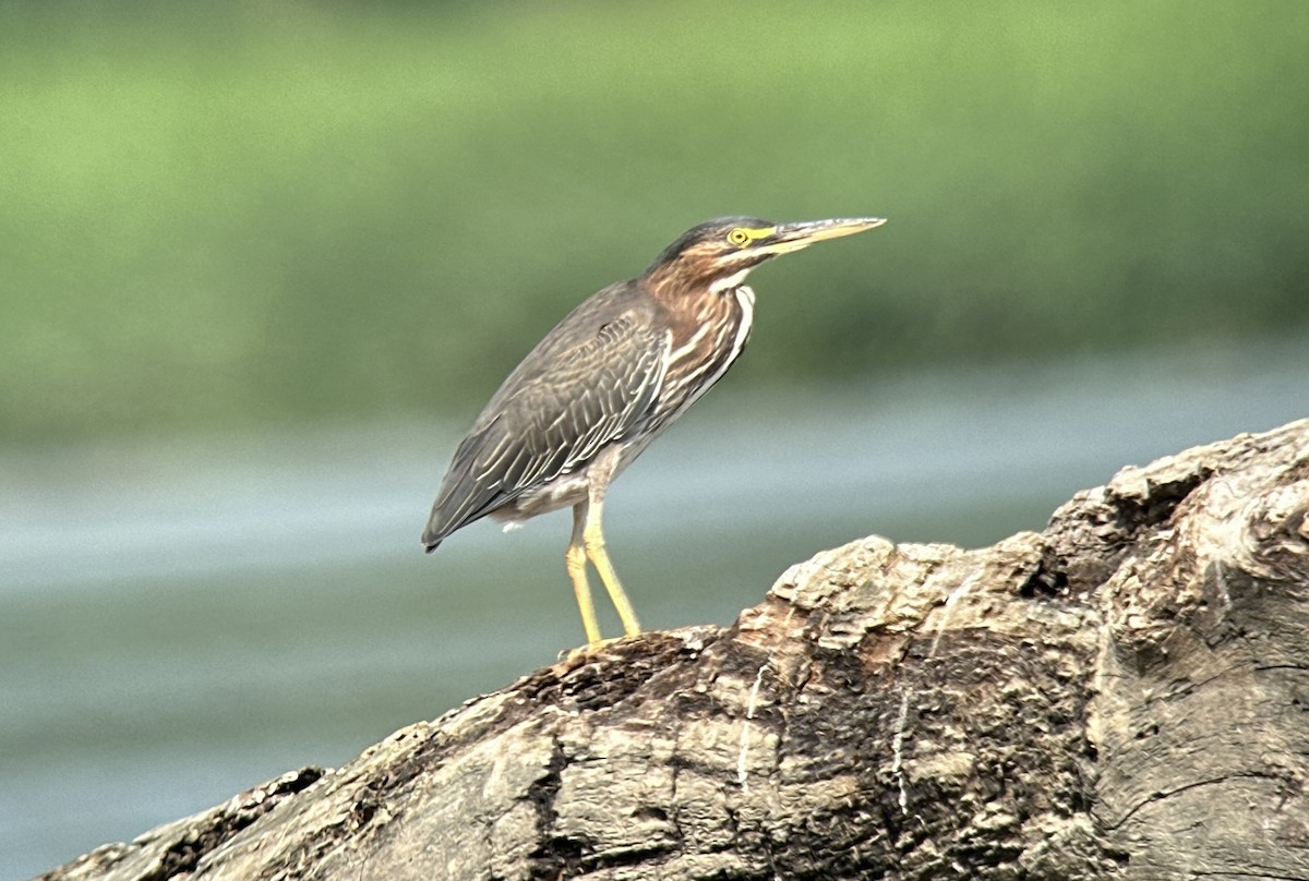 volavka zelenavá - ML622959983