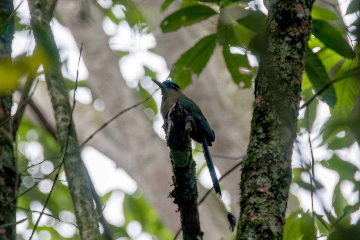 bergmotmot - ML622959984