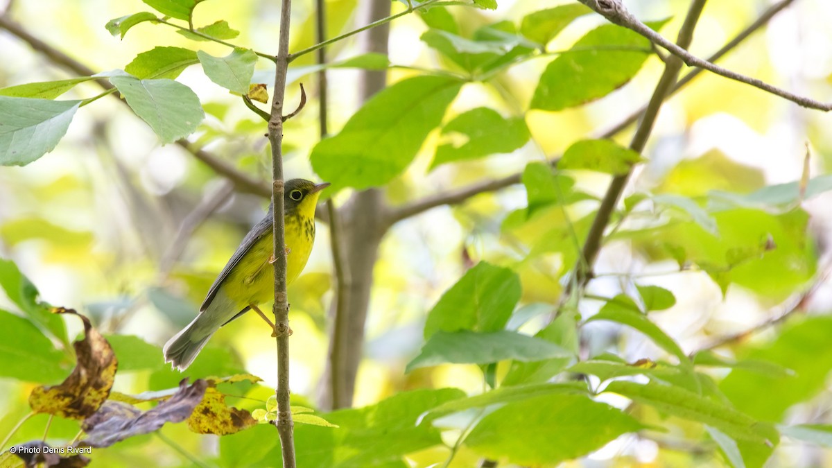 Canada Warbler - ML622960045