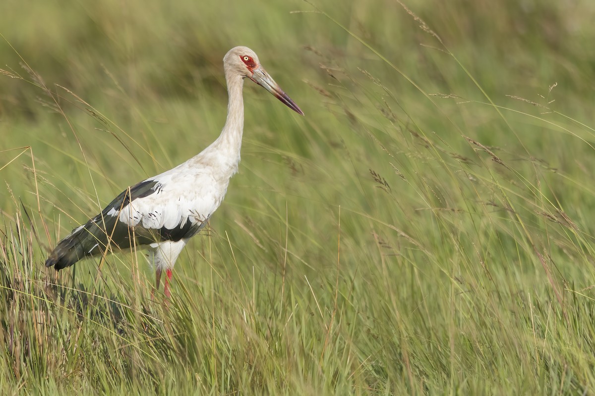 Maguari Stork - Dubi Shapiro