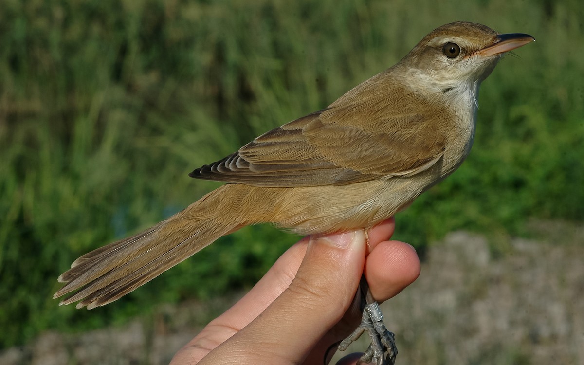 Oriental Reed Warbler - ML622960208