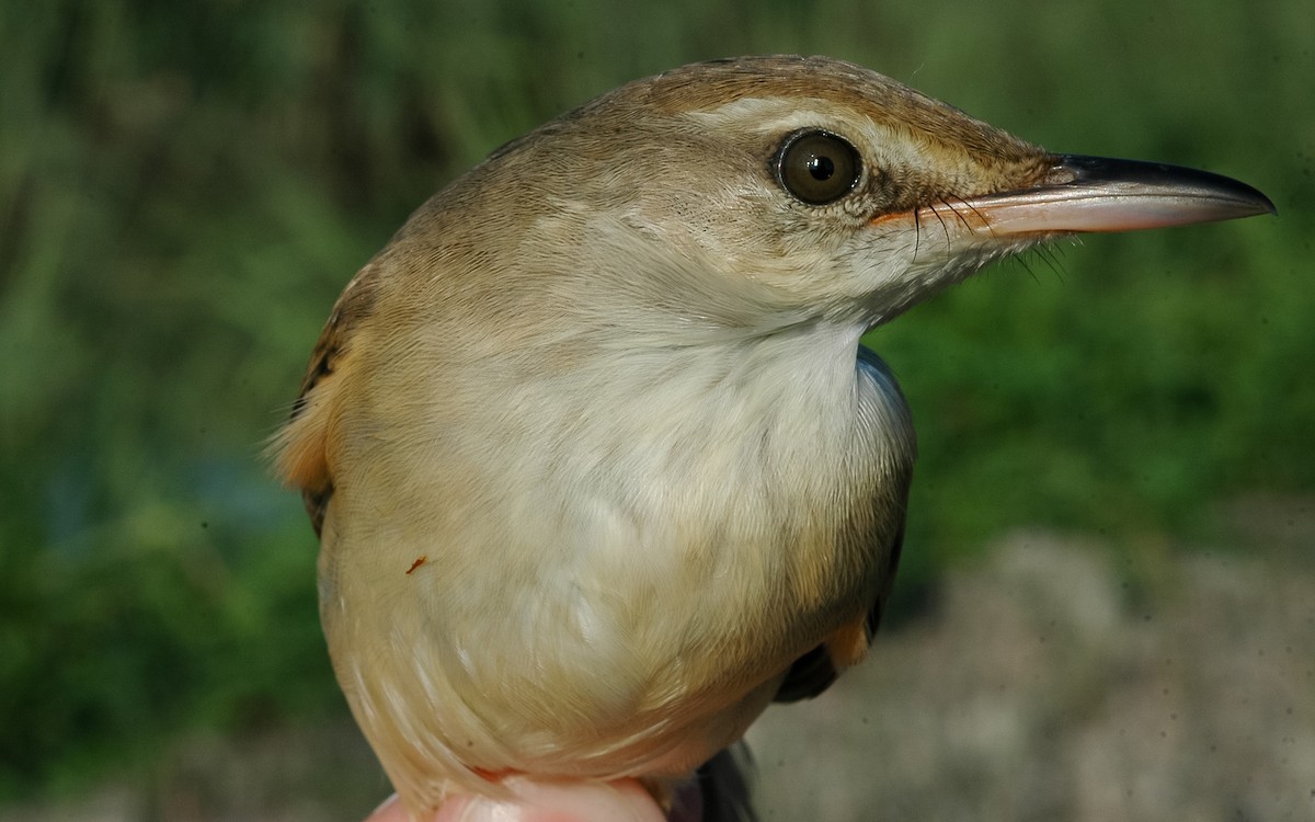 Oriental Reed Warbler - Peter Kennerley