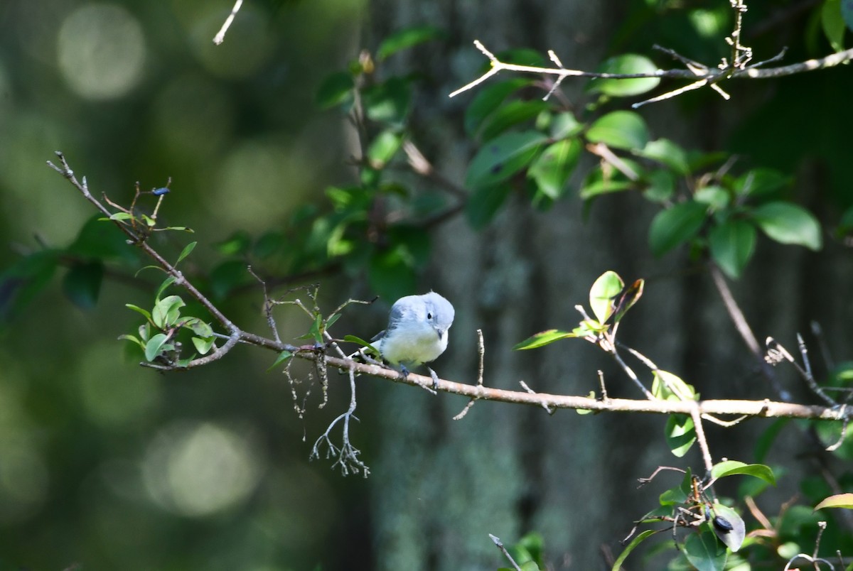 Blue-gray Gnatcatcher - ML622960218