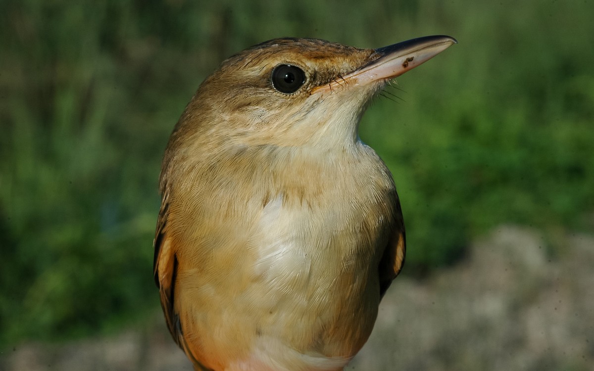 Oriental Reed Warbler - Peter Kennerley