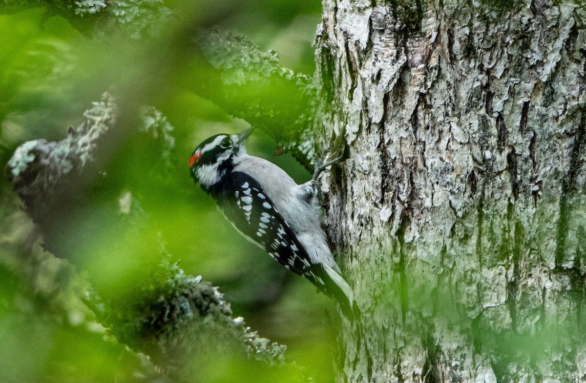 Downy Woodpecker - ML622960243