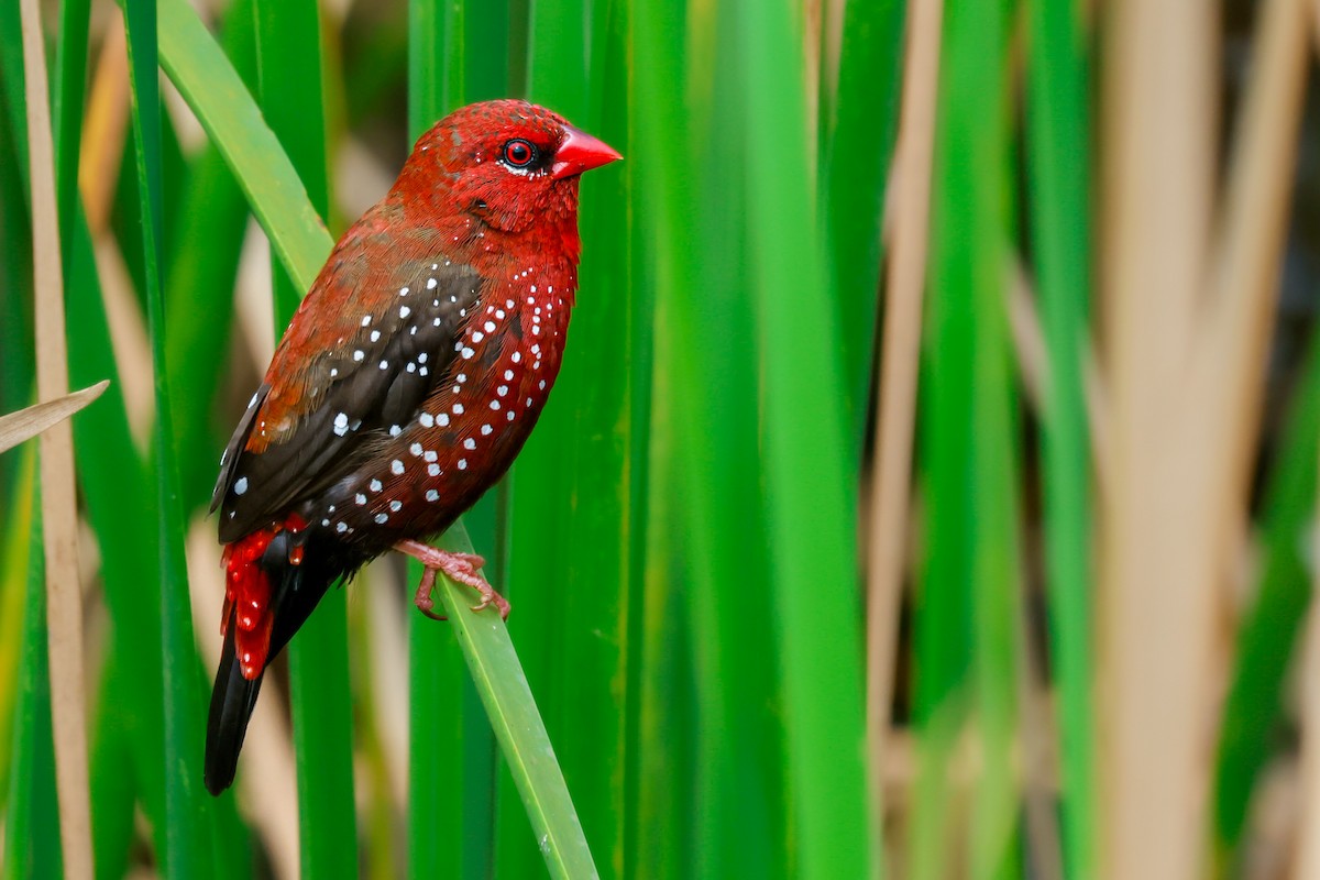 Red Avadavat - ML622960254