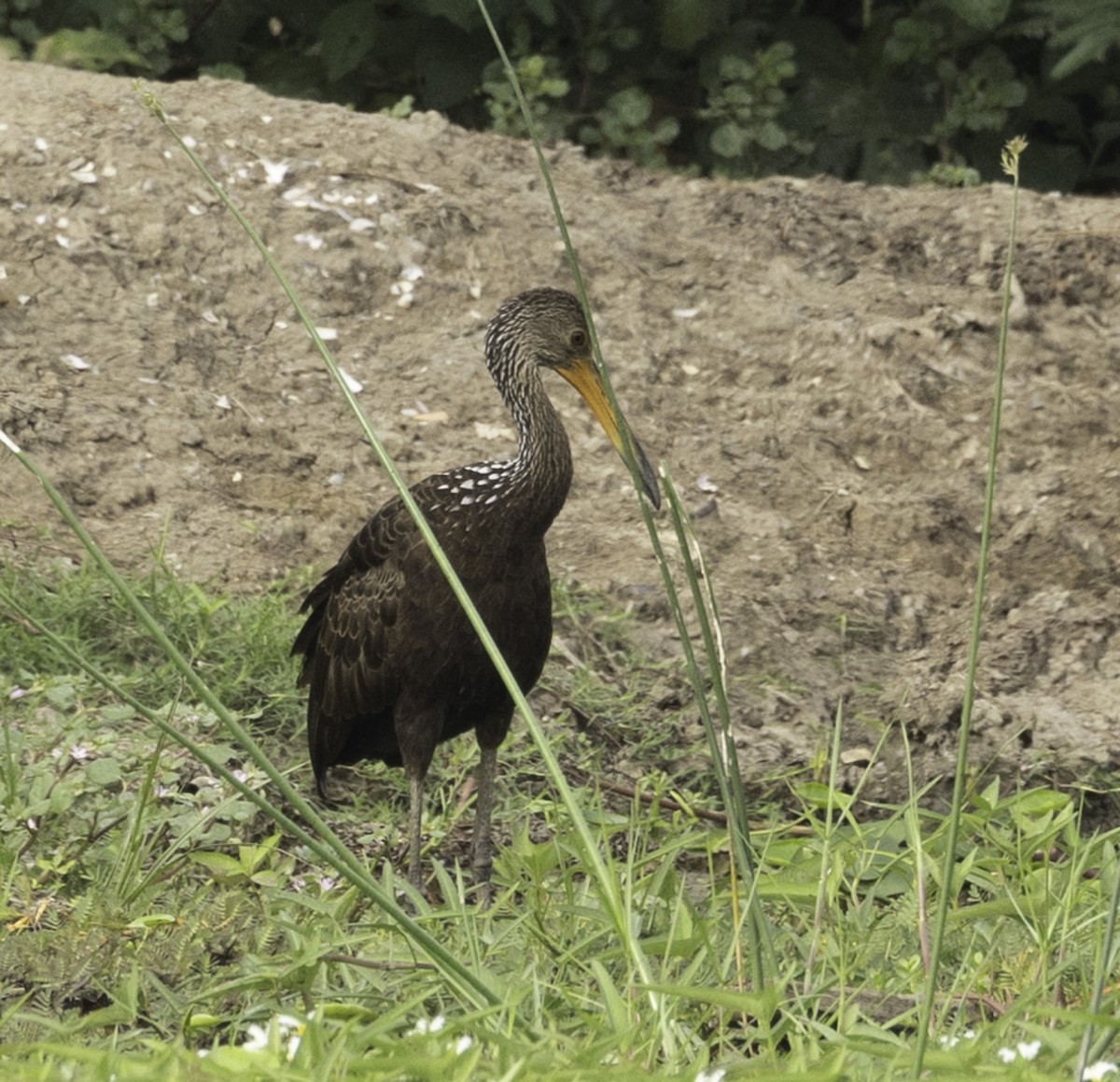 Limpkin (Brown-backed) - ML622960271