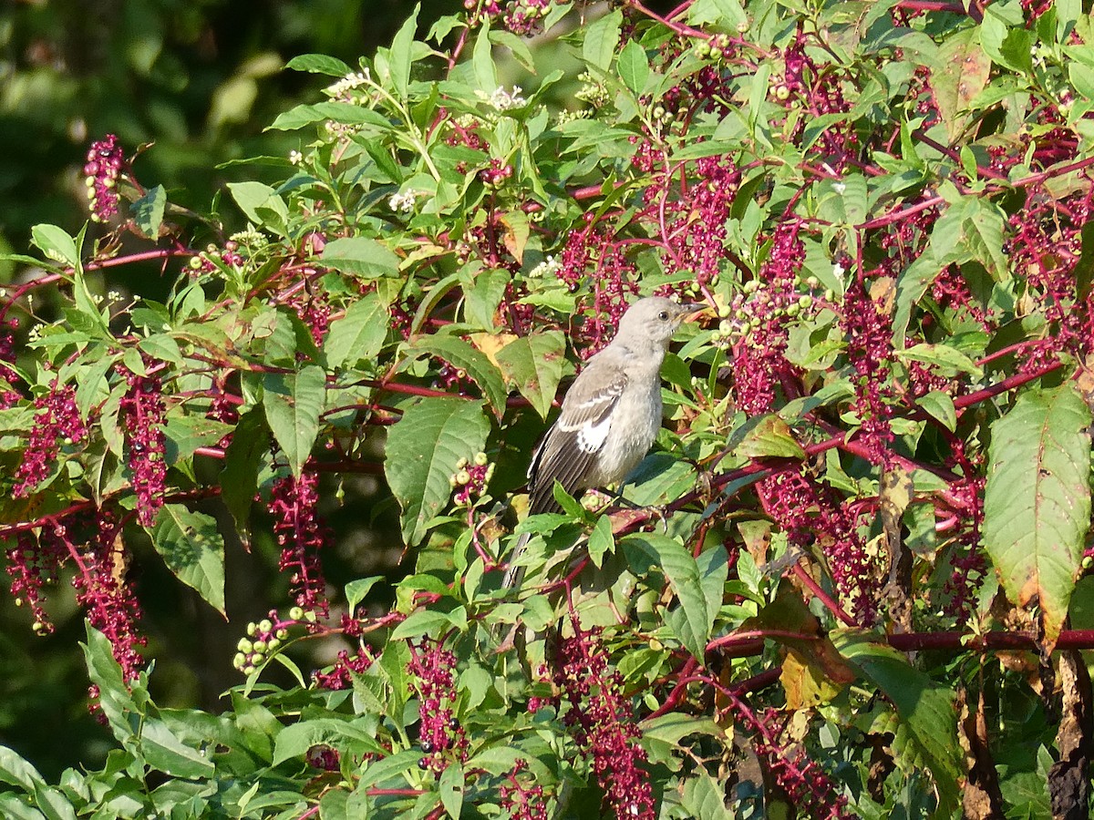 Northern Mockingbird - ML622960282